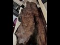 1,000 y/0 old redwood slab #fyp #socal #riversidecounty #coachellavalley #liveedge #palmsprings