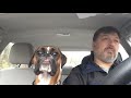 Harley the 8-month-old Boxer Puppy in "Boxer On Patrol"