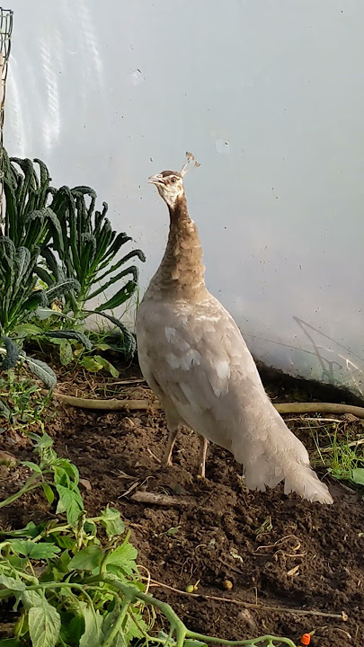 Suara Merak Betina? Apa Kata Merak? #shorts