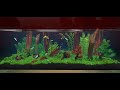 Virtual Aquascaping - The Forest Fishery