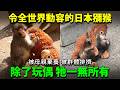 令全世界動容的日本獼猴「Punch」パンチ。被母親棄養 被群體排擠...除了玩偶 牠一無所有…
