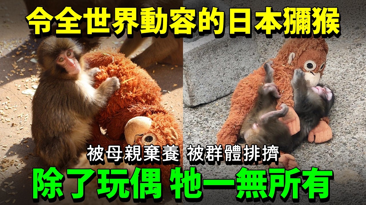 令全世界動容的日本獼猴「Punch」パンチ。被母親棄養 被群體排擠...除了玩偶 牠一無所有…