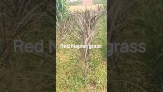 swapna dairyfarm Red Napier grass 💗💗###