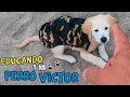 TRUCOS PARA TU PERRO | ADIESTRANDO A MI PERRO VICTOR