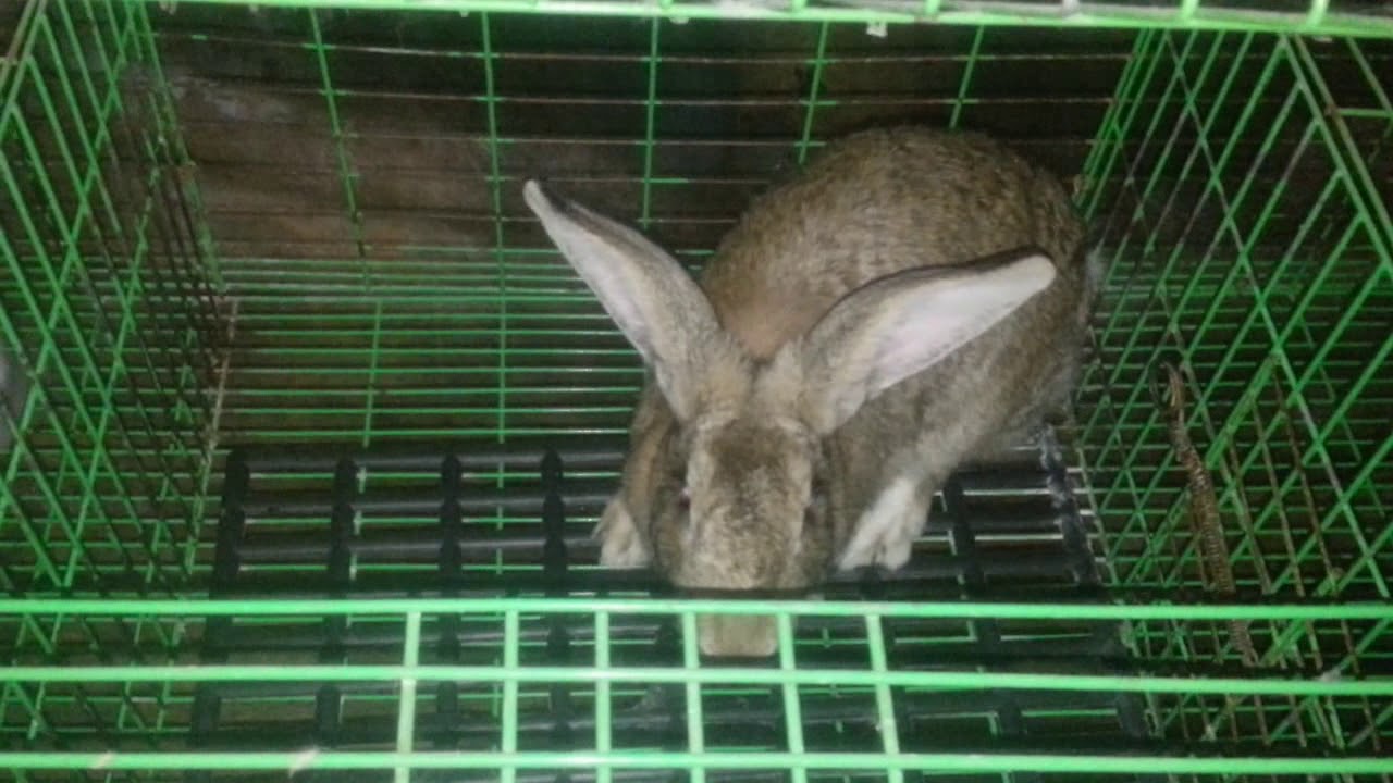 أسباب وعلاج لون البول الاحمرعند الارانب