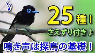 【解説】春夏に聞く鳴き声を知ろう野鳥25種さえずり付き