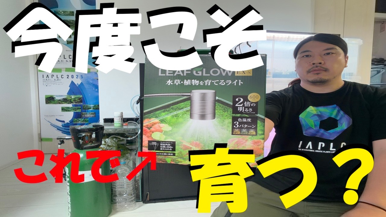 水草茂「shino様オーダー用」 What Will Happen?] Giving Cuba Pearl Grass in a Daiso Tank Another