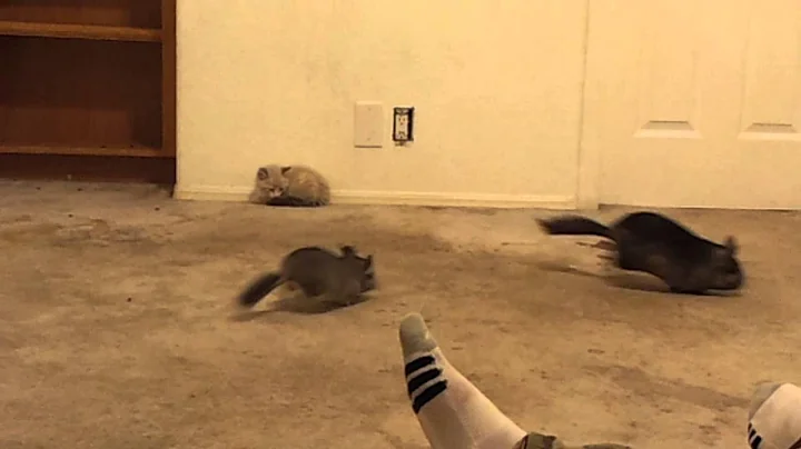 Video 11848591: chinchilla kitten, cat chinchilla