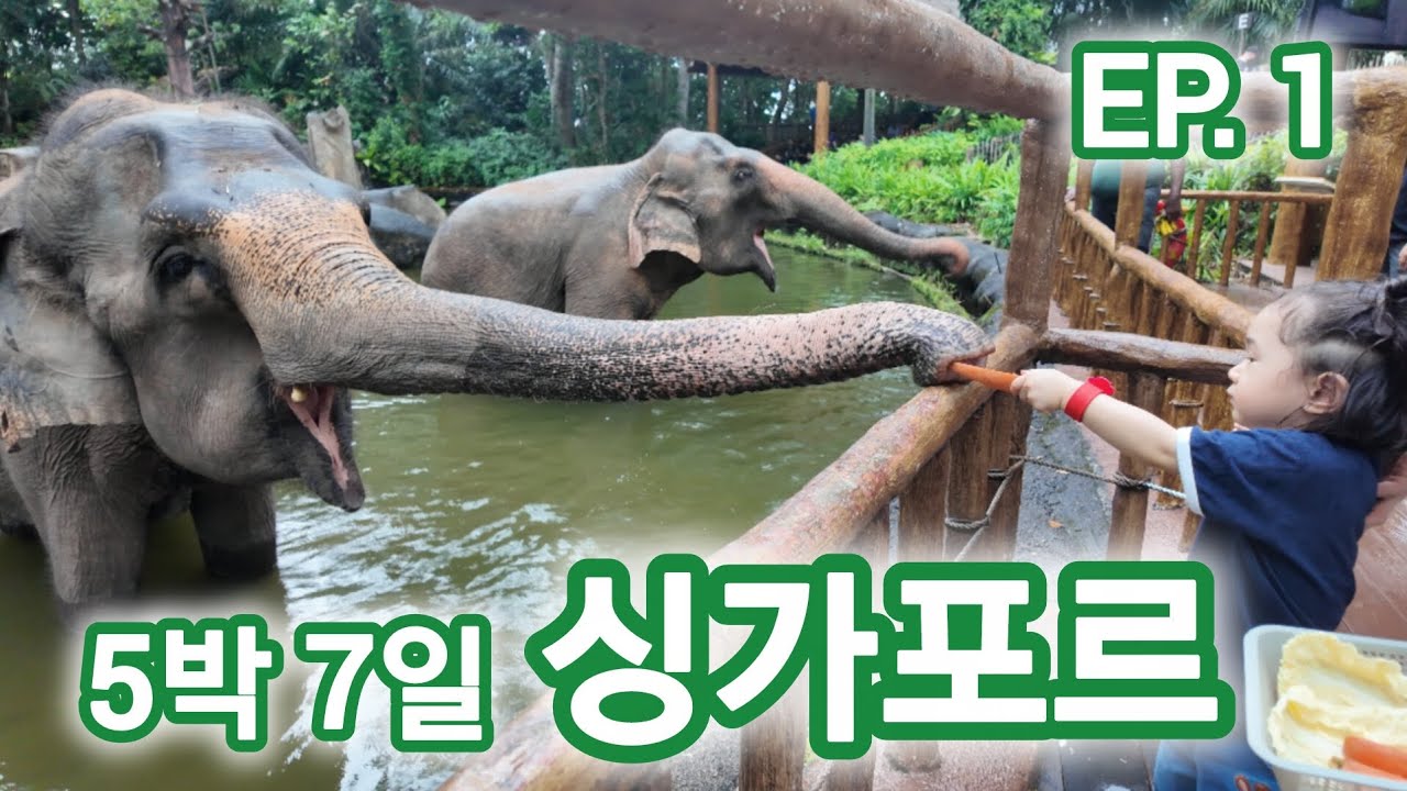 아기랑 5박7일 싱가포르 여행 EP.1 | 차이나타운 | 동물원 | 라우파삿 | 