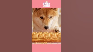 SHIBA INU PASTRY KEYBOARD AI ASMR! #SHIBAINU #SHIBA #시바이누 #KEYBOARDASMR #키보드ASMR