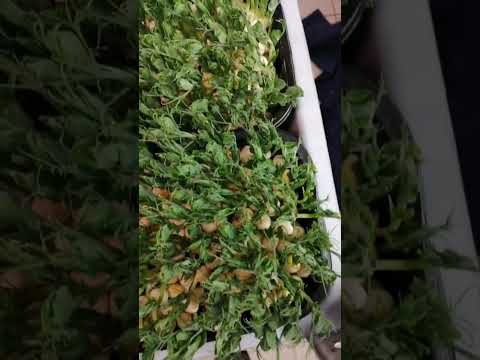 На плантациях гороха