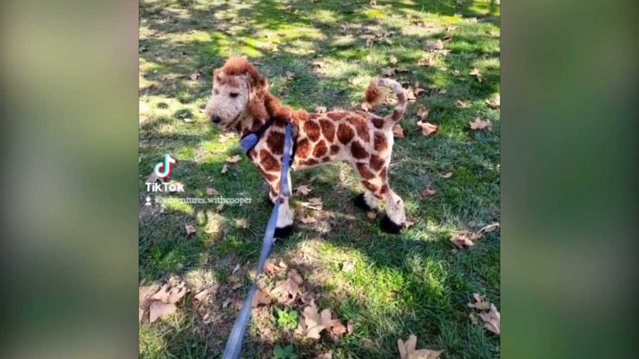 Bernedoodle Cooper transformed into giraffe by famous TikTok groomer