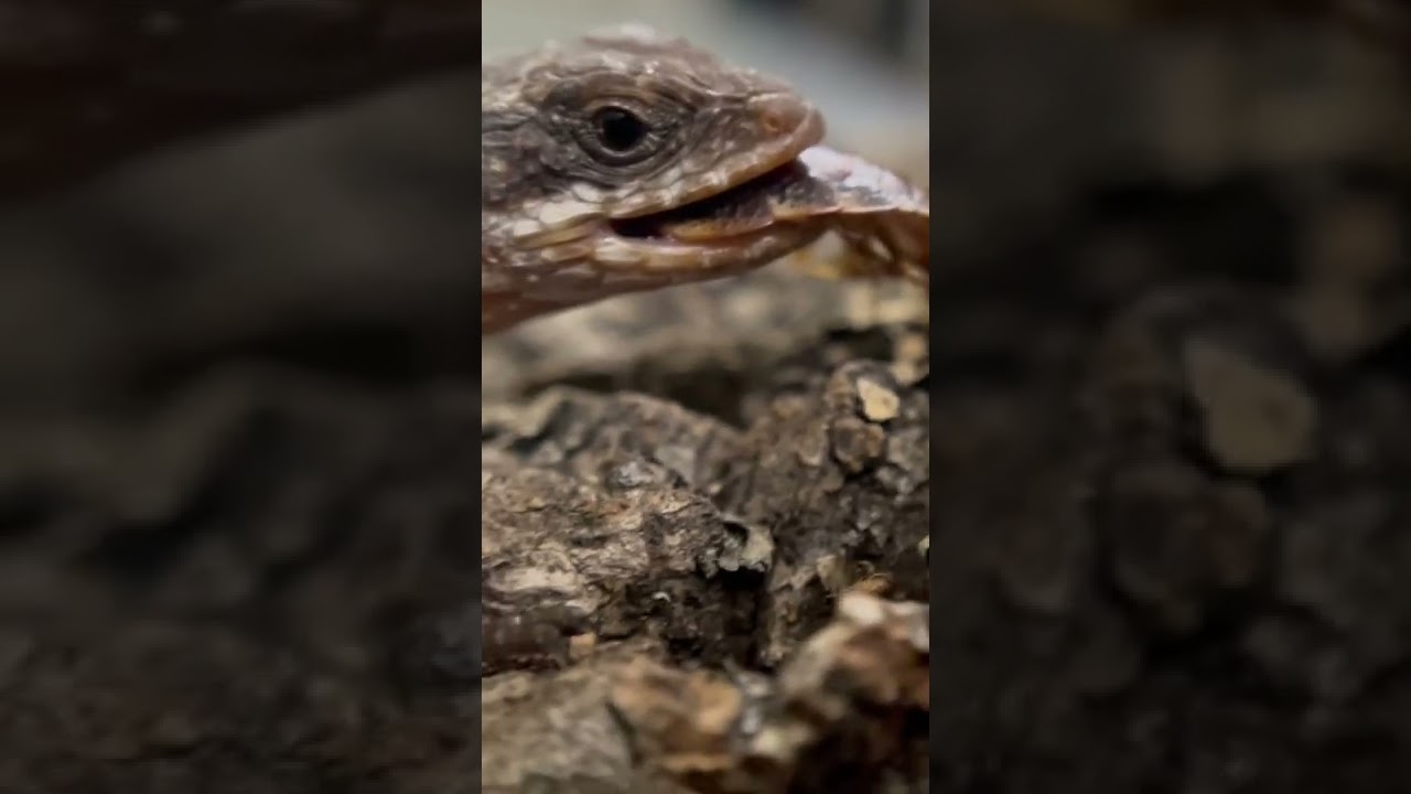 Baby armadillo lizard munches on some roaches! 