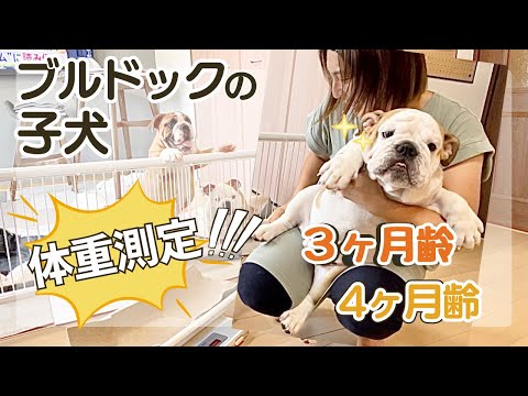 ブルドッグの子犬🐶 体重測定に挑戦!