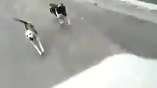 Video Abang Ojol Di Kejar Anjng