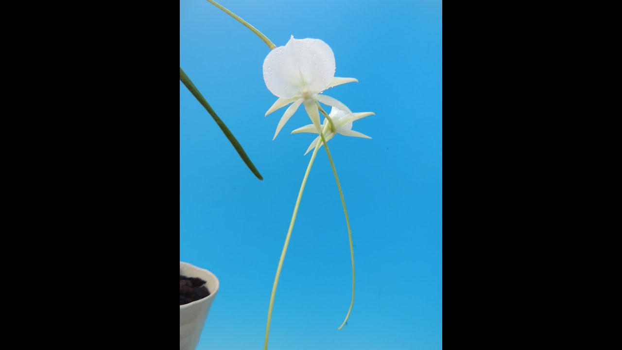Angraecum Longiscott　(orchid)