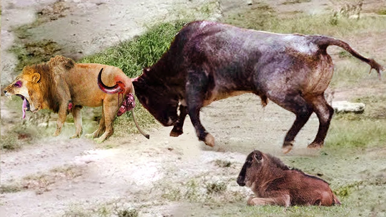 The Battle For Life And Death 🐂🐍 Wild Discovery Animals 2024 #26 ...