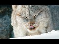 Big Cats Are JUST Like Little Cats | Seven Worlds, One Planet | BBC Earth