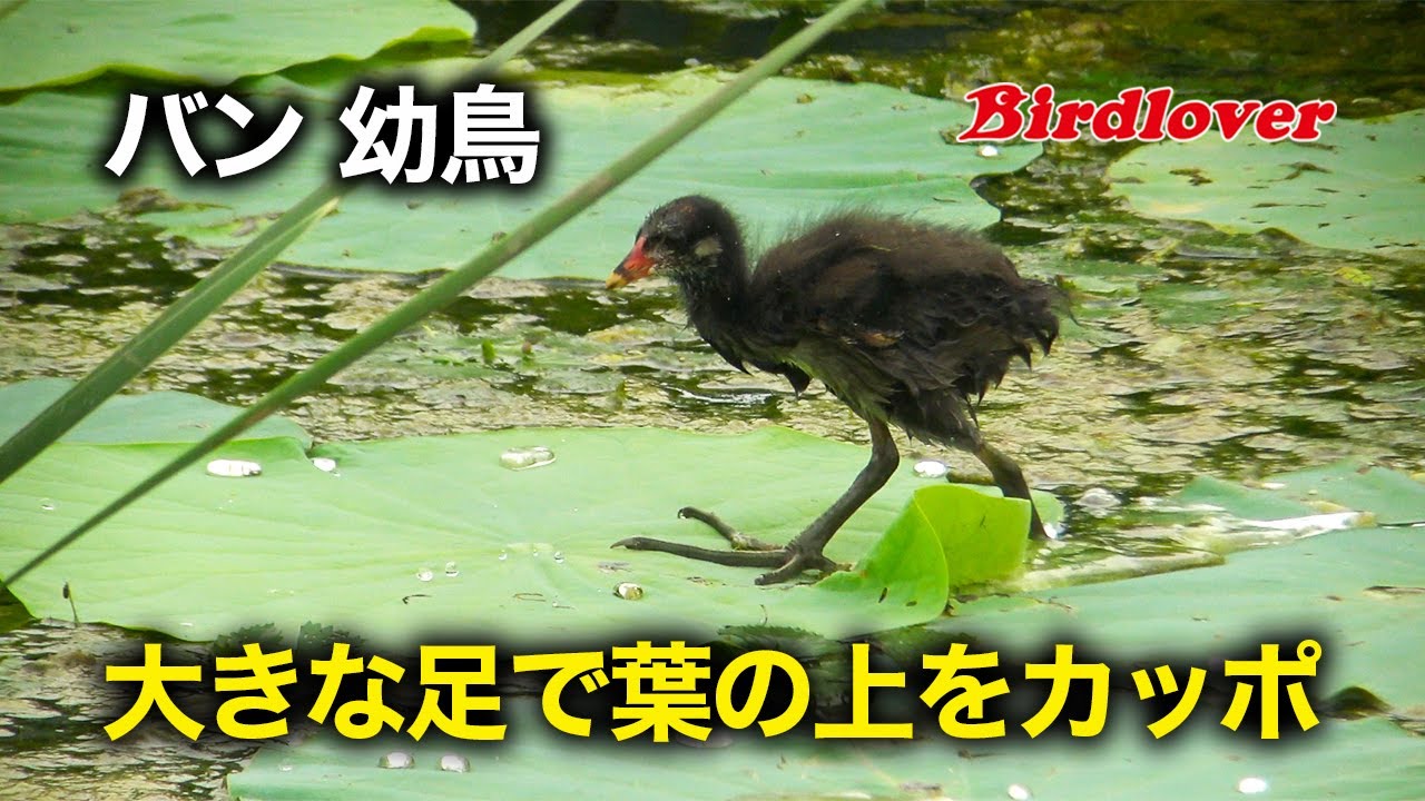 バンの幼鳥、大きな足で蓮の葉をカッポ - YouTube