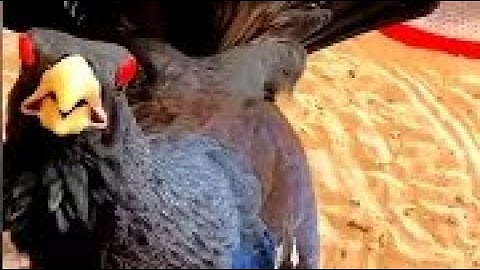 Bird Gives Warning - Capercaillie #cute #beautiful #birds