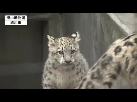 Snow Leopard Baby Open To The Public At Asahiyama Zoo 必要なものを求めてwp