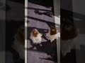 Caroline and Stefans wedding edit! (alight motion paid)