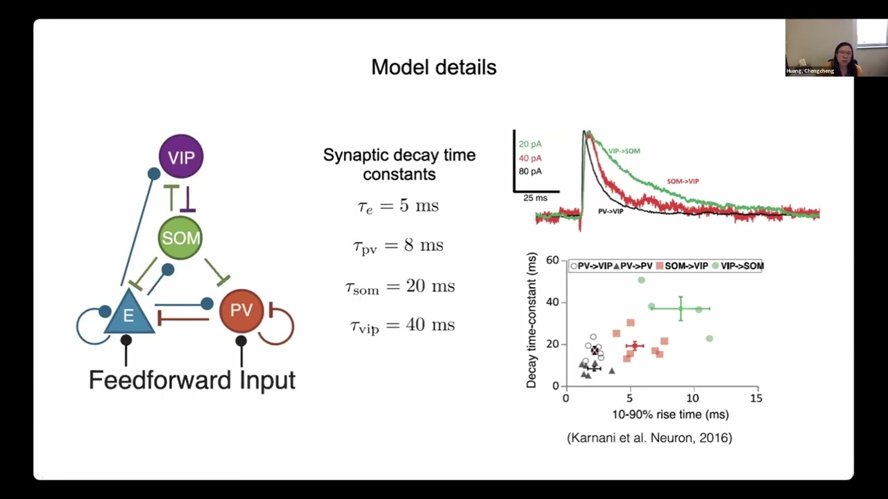 State modulation in spatial spiking networks of multiple interneuron subtypes - Chengcheng Huang