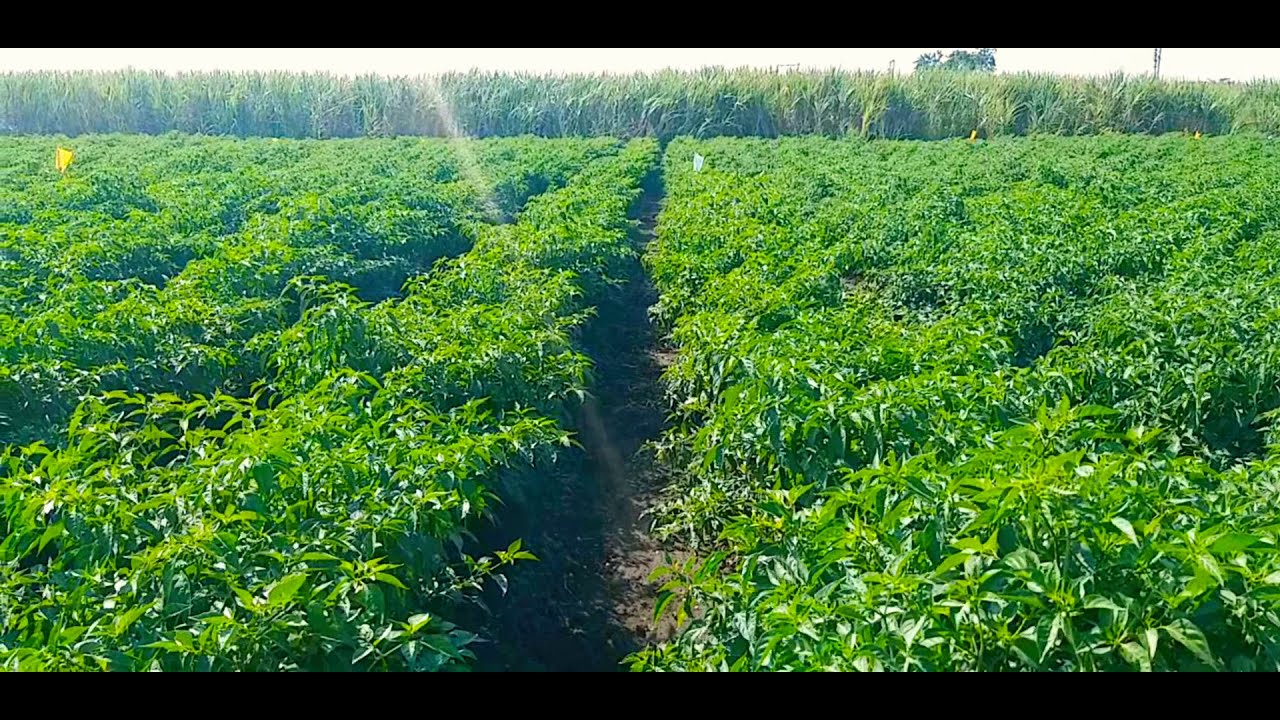Chilli farming . (ಮೆಣಸಿನ ಕಾಯಿ ಬೆಳೆ ) - YouTube