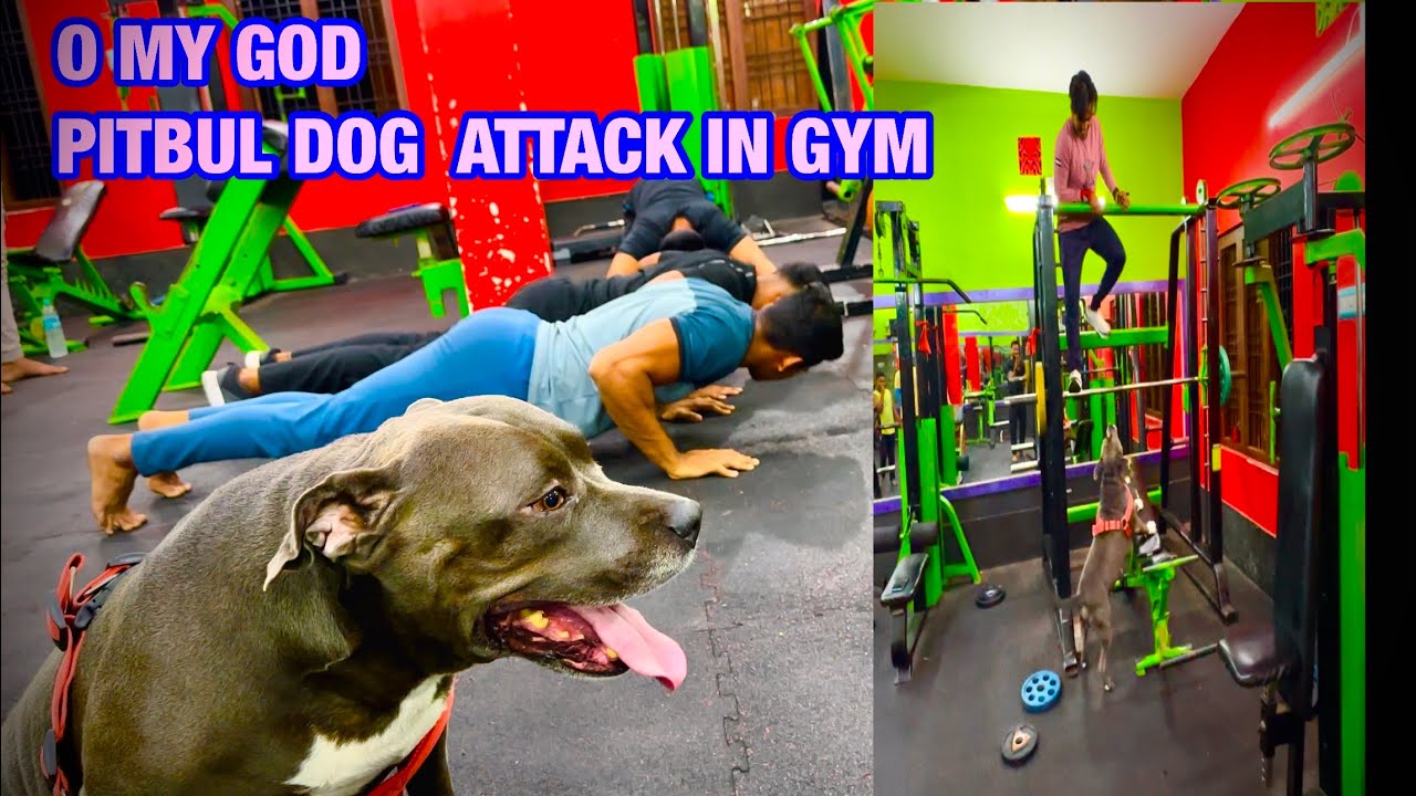 PITBUL DOG ATTACK IN GYM || Odia vlog || viral dog || dog lover Odisha || bird lover odisha || #37
