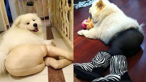 Try Not To Laugh or Grin While Watching Funny Animals Compilation #7