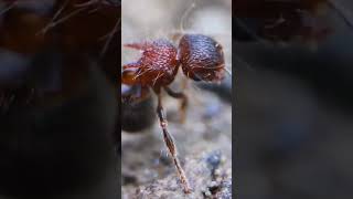 The Special Thing About This Ant (Part 1)