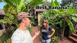 We grow 25+ Different Varieties of Bananas | Which one is Best?