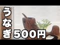 【お迎え】うなぎ1匹500円。可愛い子たちをご紹介します!