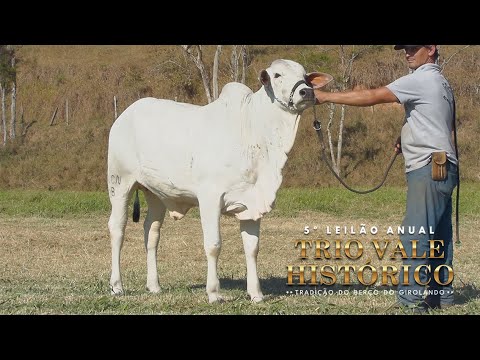 LOTE 19 • 5º LEILÃO TRIO VALE HISTÓRIO   BERÇO DO GIROLANDO   COCN78