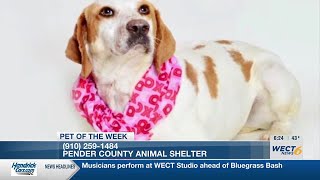 Pet of the Week: Padmé from the Pender County Animal Shelter