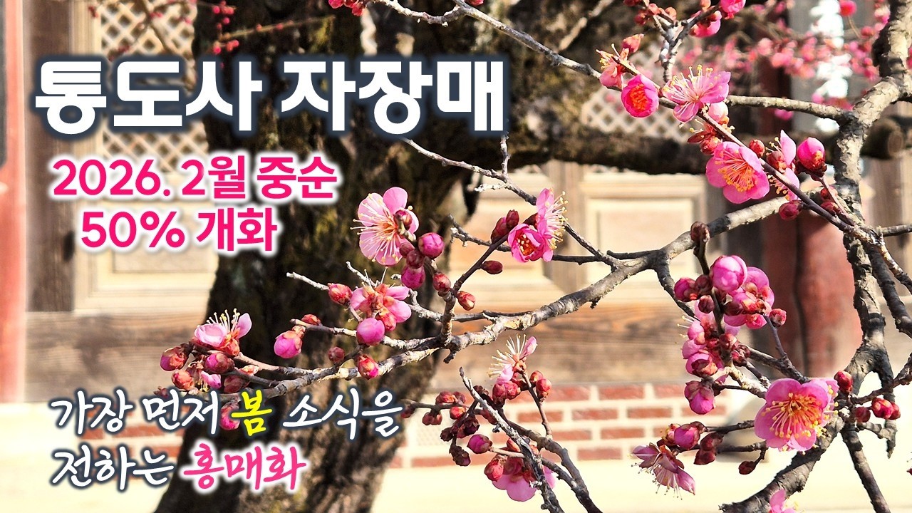 통도사 자장매 50% 개화 | 가장 먼저 봄 소식을 전하는 홍매화 | 분홍매, 만첩홍매 | 봄꽃, 매화 | 불보종찰, 영축총림 통도사 | 양산여행, 사찰여행