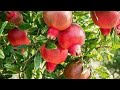 अन र Anar Ke Phall Anar Ke Varieties Top Pomegranate Fruit Plant Varieties Pomegranent Shorts