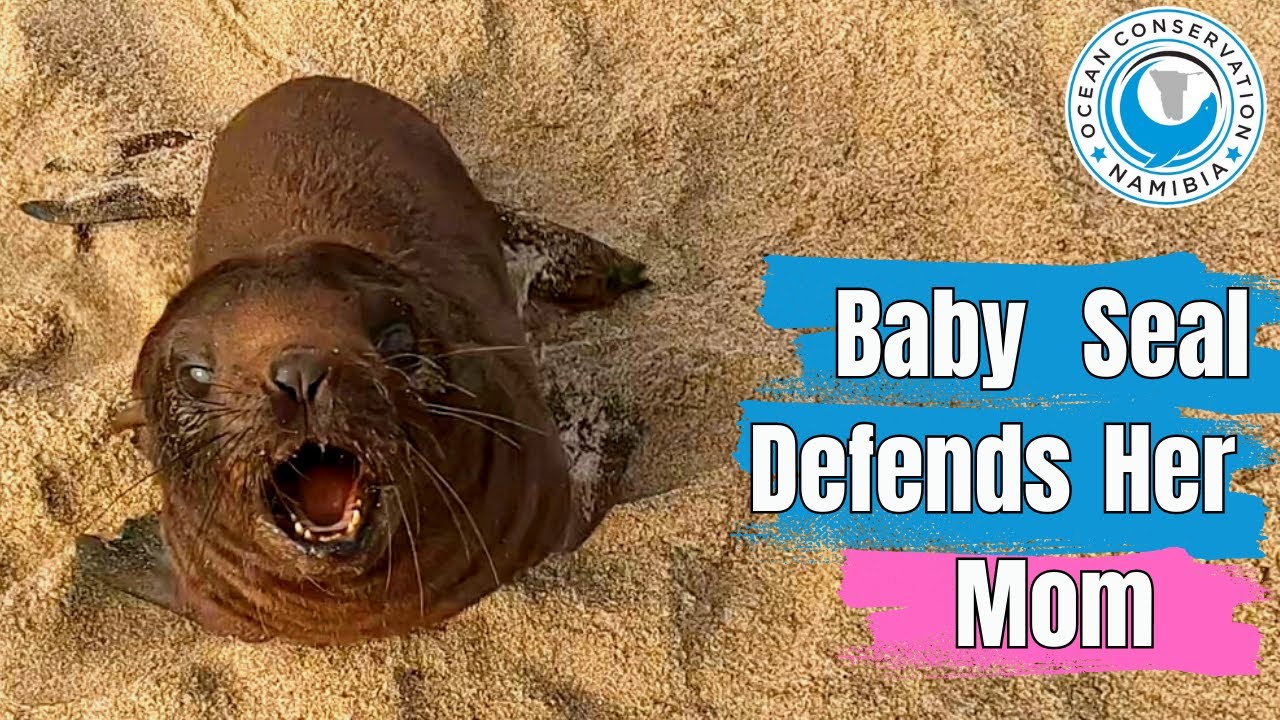 Baby Seal Defends Her Mom