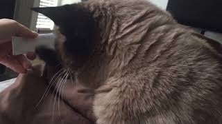 МУЖСКОЙ ГОЛОД или ЖЕНСКАЯ ДИЕТА ? =^..^= СИАМСКИЕ КОШКИ МУЖСКОЙ ГОЛОД или ЖЕНСКАЯ ДИЕТА ? =^..^= СИАМСКИЕ КОШКИ