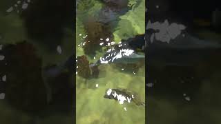 Aquarium Tropical fish feeding Frenzy!  #shorts #aquariumfish #seaquest