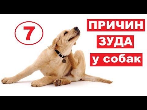 Почему собака чешется | 7 причин зуда