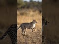 This is why the cheetah holds the speed crown 👑 Do you think any animal can beat it?