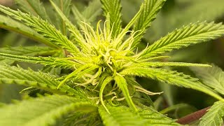 BloomPlus LED Grow: Week 2 Flower, buds forming