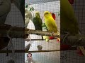 #beutiyfull#bird#shortvideo#