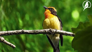 Relaxing Natural Sounds - Birds Chirping In The Forest - The Sound Dispels Fatigue