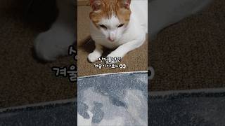 고양이성형의혹 불거져..화제‼️#치즈냥#cat#cute#겨울이#웃참 #고양이일상