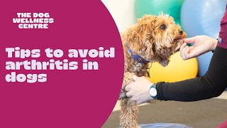 How to avoid osteoarthritis in your dog Tips from a canine physiotherapist