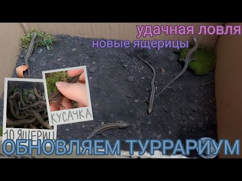 ОБНОВЛЯЕМ террариум / Ловля ящериц