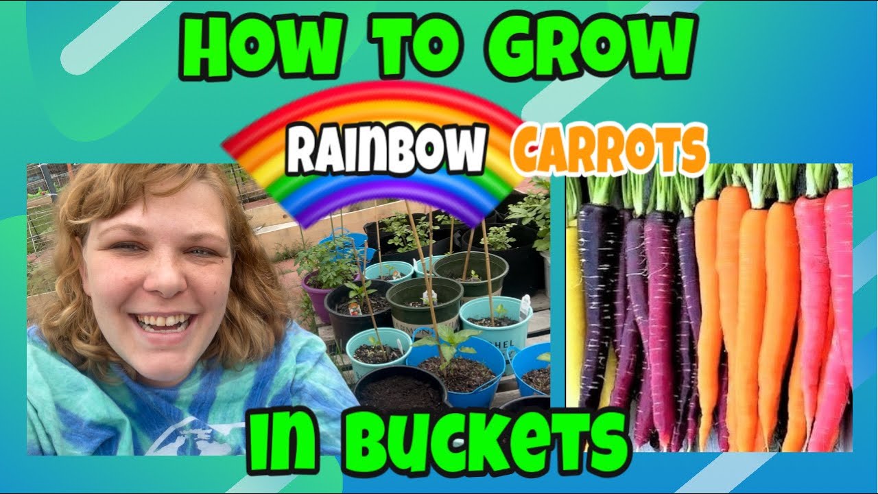 How to Grow Rainbow Carrots in Buckets 🌈 🥕 🪣 YouTube