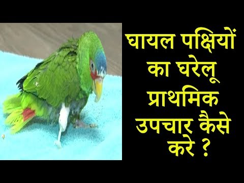 घायल पक्षियों का घरेलू प्राथमिक उपचार कैसे करे || Birds First Aid || Dr Nagender Yadav